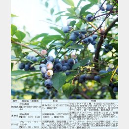 （Ｃ）日刊ゲンダイ