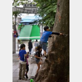 最近は都内でも自然に生息（Ｃ）日刊ゲンダイ