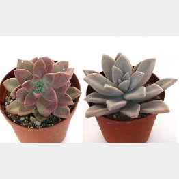 朧月（右）とブロンズ姫（提供）カクト・ロコ