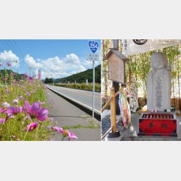 「コスモス街道」（提供写真）