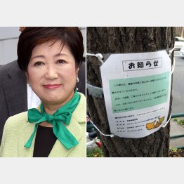 “百合子グリーン”もかすむ（右はいきなり貼られた伐採告知）／（Ｃ）日刊ゲンダイ