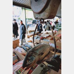 明日が見えない築地市場の仲卸業者（Ｃ）日刊ゲンダイ