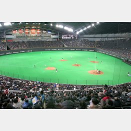 ファウルボールによる事故は年間１００件ほど（写真は札幌ドーム）／（Ｃ）日刊ゲンダイ