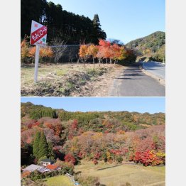 もみじロード（Ｃ）日刊ゲンダイ