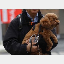 写真はイメージ（Ｃ）日刊ゲンダイ