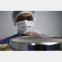 インドのマウス実験（Ｃ）ロイター