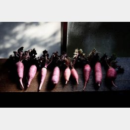 熊本県五木村の五木赤大根（提供）warmerwarmer