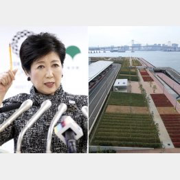 小池都知事と豊洲新市場屋上緑化広場（Ｃ）日刊ゲンダイ
