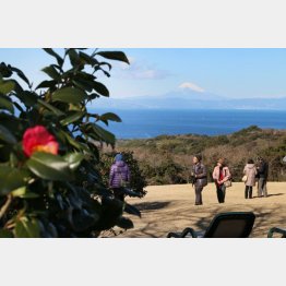 椿と富士山の競演（椿花ガーデン）／（Ｃ）日刊ゲンダイ