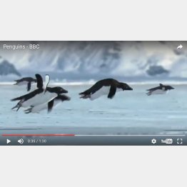 ペンギンが…（ユーチューブから）