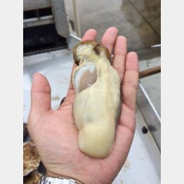 食べれば満足間違いなし（Ｃ）日刊ゲンダイ