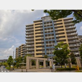 高くて買えない（写真はイメージ）／（Ｃ）日刊ゲンダイ