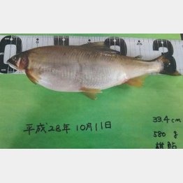 体長３３．４センチ、重さ５８０グラムの巨大アユ（Ｃ）日刊ゲンダイ