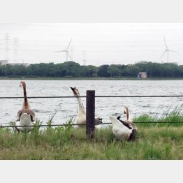 中心地近くの神之池（こうのいけ）には野鳥の姿も（Ｃ）日刊ゲンダイ