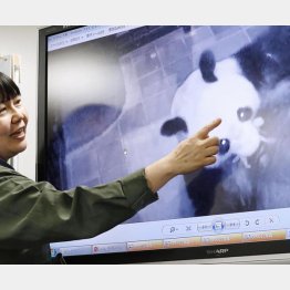 赤ちゃんを口にくわえ世話をする母親のシンシン（Ｃ）共同通信社