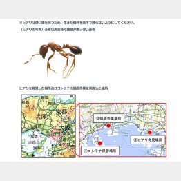 体長は２.５ミリから６ミリ（環境省のＨＰから）