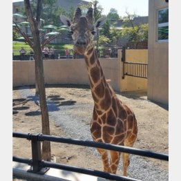 キリンの“ウンチ”を有効活用（提供）旭山動物園