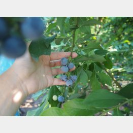 写真はイメージ（Ｃ）日刊ゲンダイ