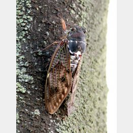 あちらこちらでセミの声（Ｃ）日刊ゲンダイ