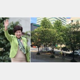 大きな木陰が歩道を包む（千代田区の明大通り）／（Ｃ）日刊ゲンダイ