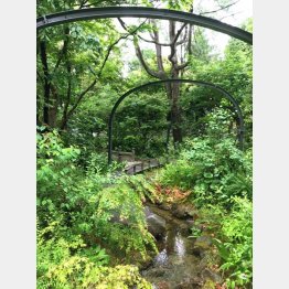 都心のビオトープ