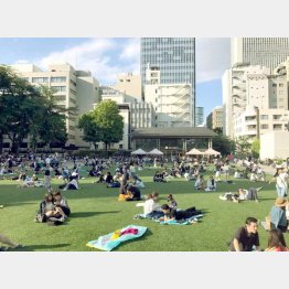 緑の芝生がまぶしい