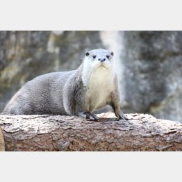 騒がず静かに見守りたい（Ｃ）日刊ゲンダイ