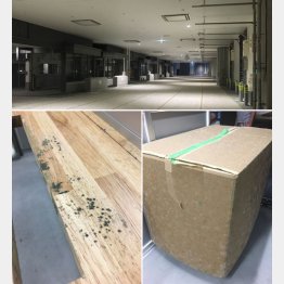 薄暗い豊洲市場内部（下は帳箱と段ボールに生えたカビ）／（提供写真）