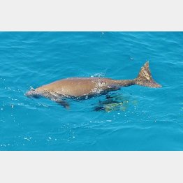 辺野古の海はジュゴンの生息域の北限（Ｃ）共同通信社