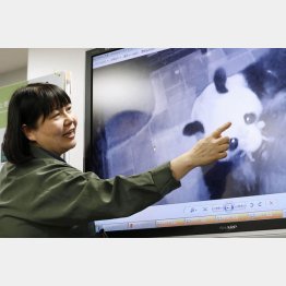 シンシンの赤ちゃんの名前は９月下旬に公開予定（Ｃ）共同通信社