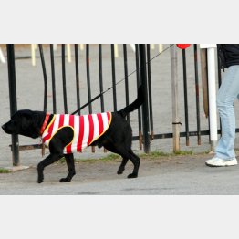 たてがみをプラスすれば「寒さも心配ないさ~」（Ｃ）日刊ゲンダイ