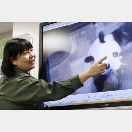 ６月、赤ちゃんをくわえるシンシン（Ｃ）共同通信社