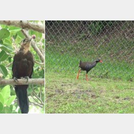高江の森のノグチゲラ（左）、北部訓練場でいぶかしがるヤンバルクイナ／（宮城秋乃提供）