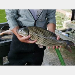 日本一の鯉（Ｃ）日刊ゲンダイ