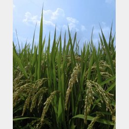 新米の季節（Ｃ）日刊ゲンダイ