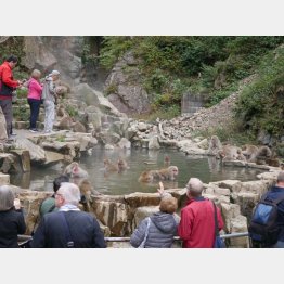 平日も外国人観光客がワンサカ（提供写真）