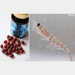 クリルとはオキアミのこと（Ｃ）日刊ゲンダイ