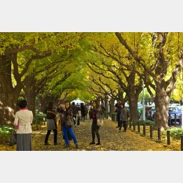 神宮外苑のイチョウ並木（Ｃ）日刊ゲンダイ