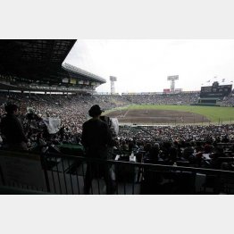 秋に見ておかないと来年の春に比較できない（Ｃ）日刊ゲンダイ