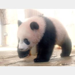 上野動物園のシャンシャンは熱狂的人気（Ｃ）日刊ゲンダイ