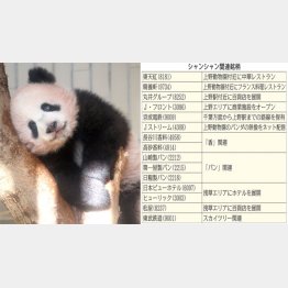 シャンシャンに便乗すべし（Ｃ）日刊ゲンダイ