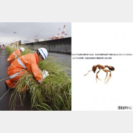 冬でもやって来る（Ｃ）共同通信社