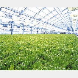 土浦グリーンハウスの圃場（提供写真）