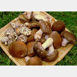 シイタケにも入っている糖質（Ｃ）日刊ゲンダイ