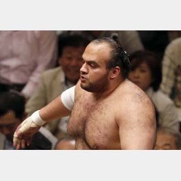 筋肉質の大砂嵐じゃボイ～ンとはいかないけど…（Ｃ）日刊ゲンダイ