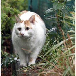 猫ブームはまだまだ続く…（Ｃ）日刊ゲンダイ