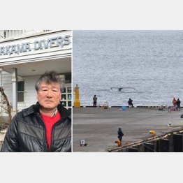沿岸からでもクジラを見られる（赤間憲夫さん）／（Ｃ）日刊ゲンダイ