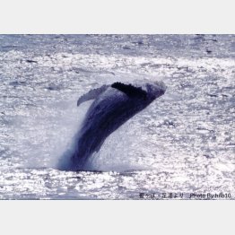 ザトウクジラ（Ｃ）廣戸義和