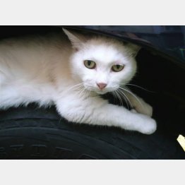 車の隙間にいるかも（Ｃ）日刊ゲンダイ