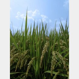 写真はイメージ（Ｃ）日刊ゲンダイ